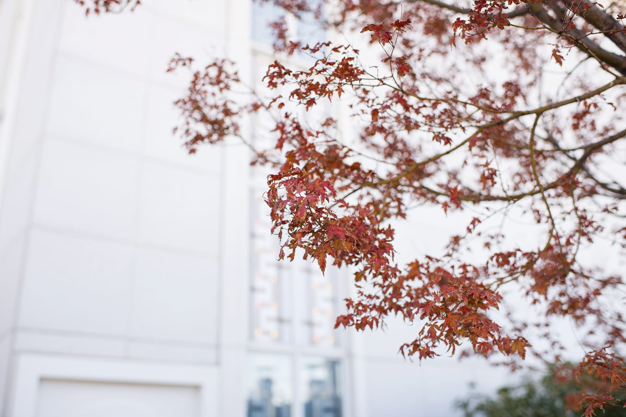 Bountiful Utah LDS Wedding by Michelle & Logan 