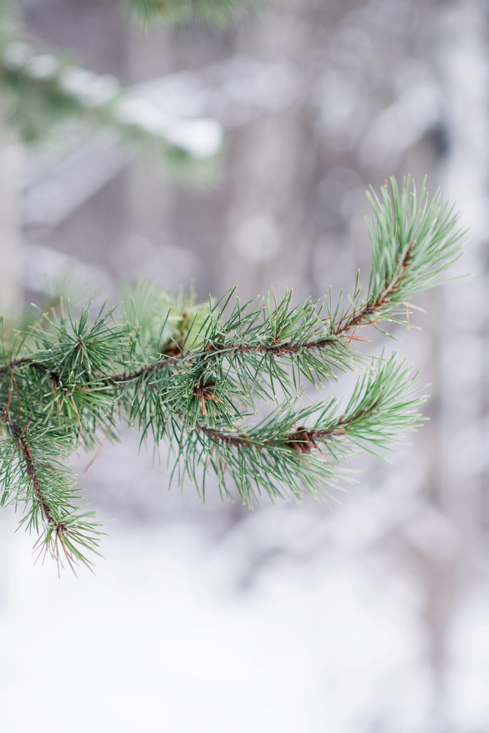 Cutting Down a Christmas Tree Anniversary Session by Michelle & Logan