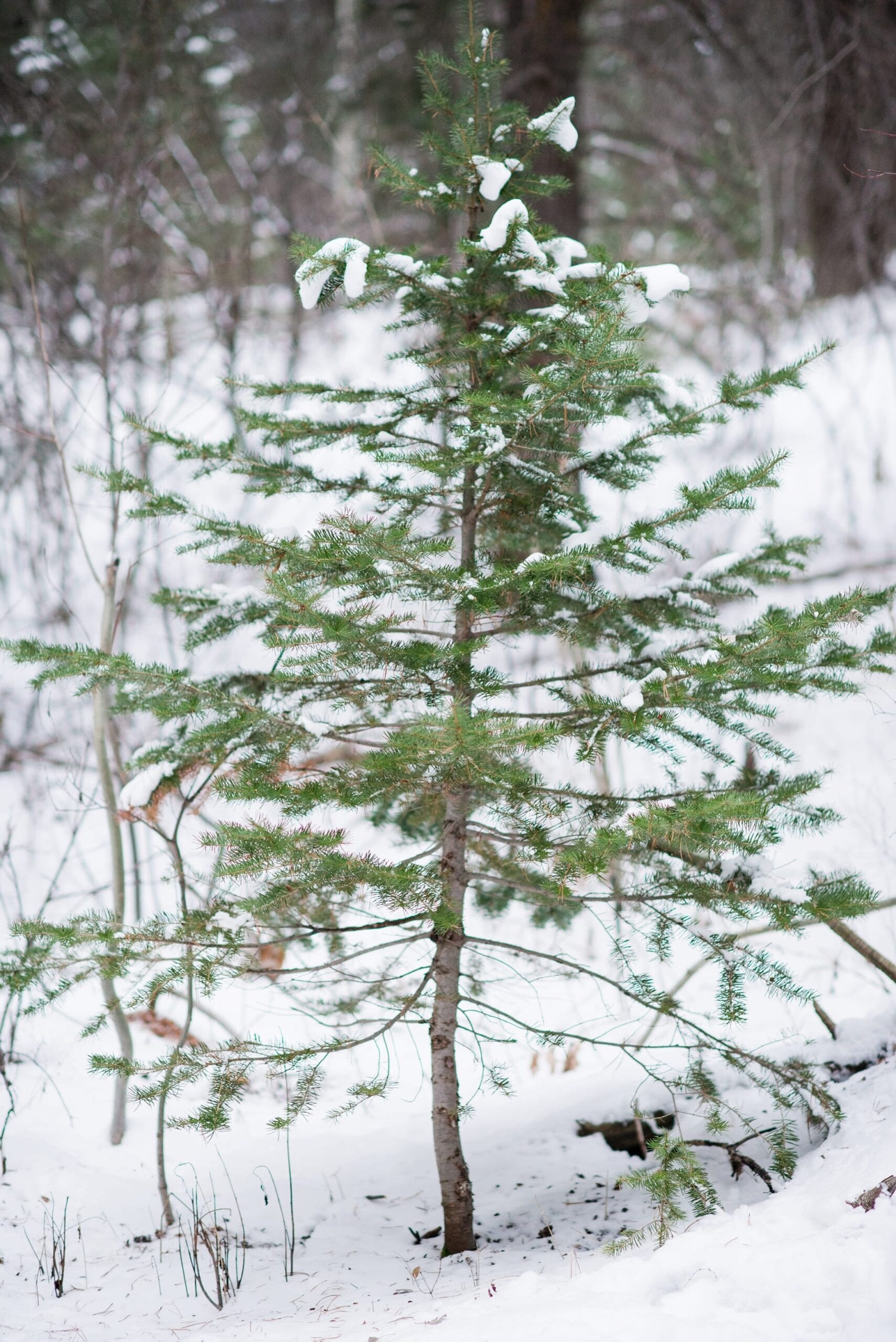 Cutting Down a Christmas Tree Anniversary Session by Michelle & Logan