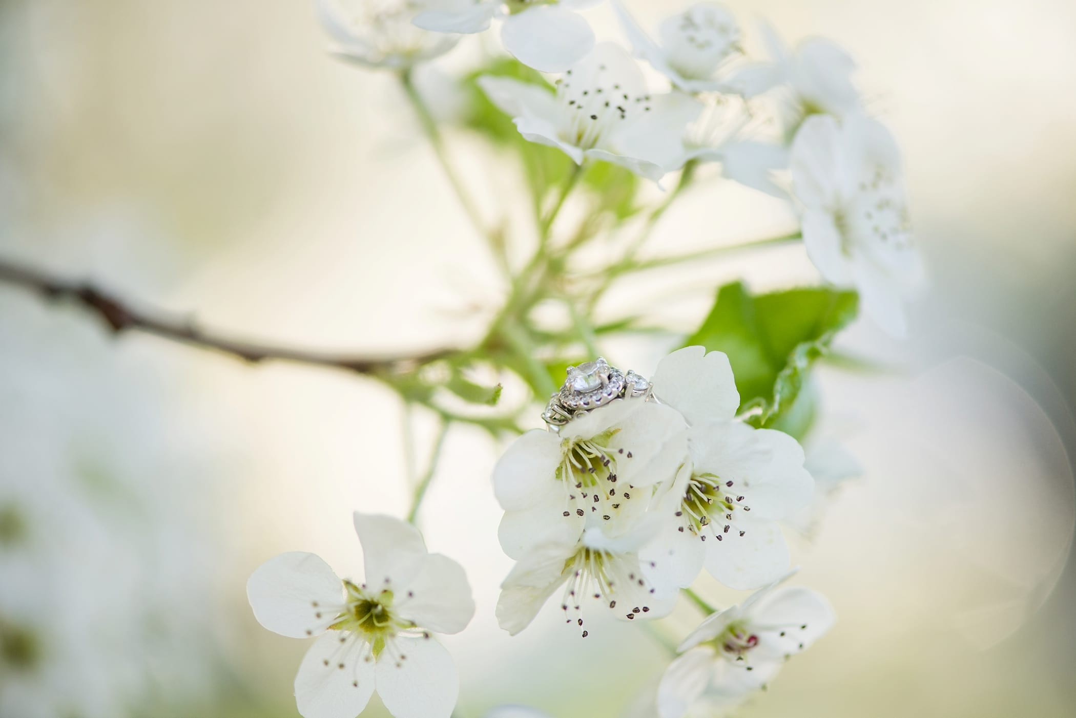 Utah Capitol Spring Engagements by Michelle & Logan