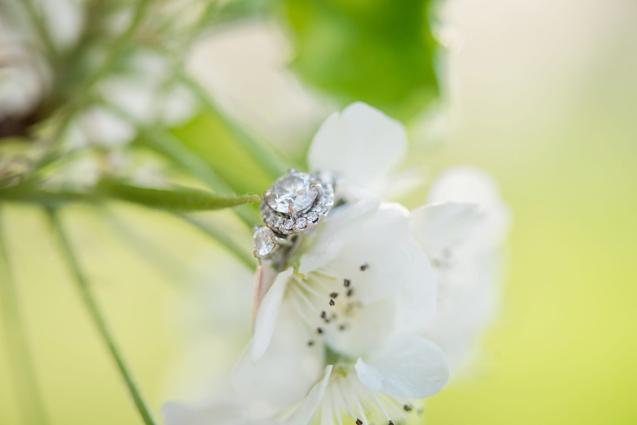 Utah Capitol Spring Engagements by Michelle & Logan